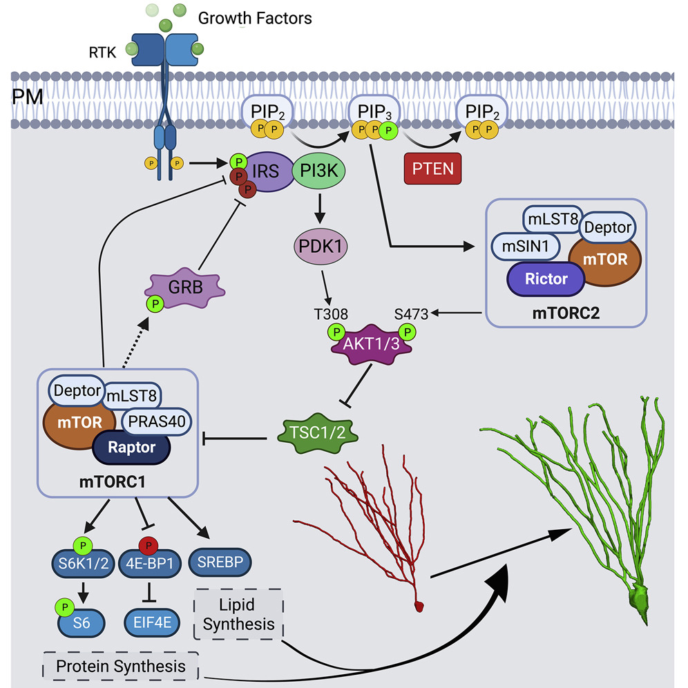 Project 1: PTEN signaling and neuronal form and function